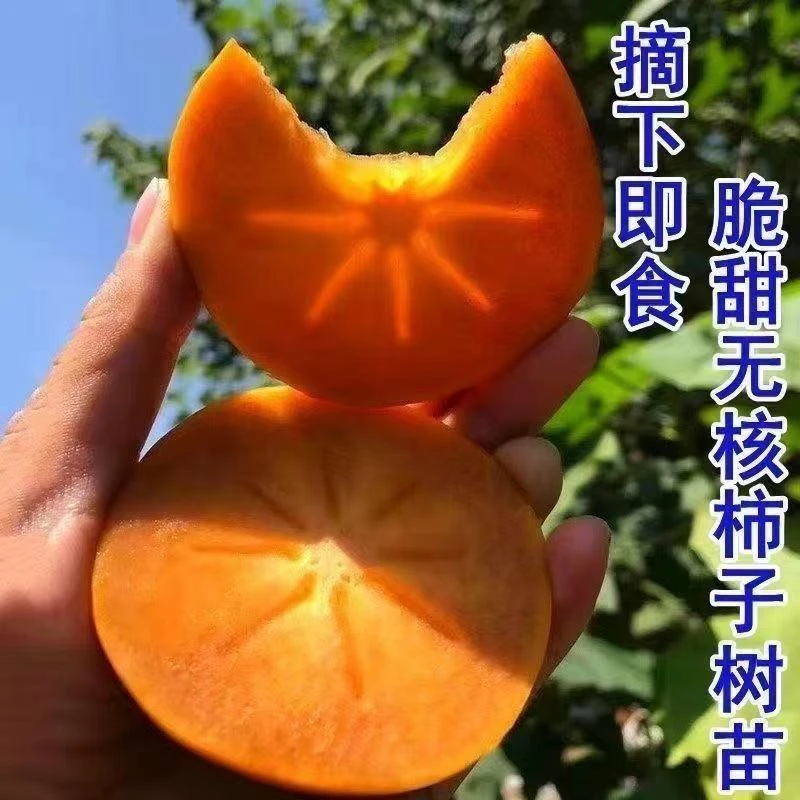 巧克力脆甜柿子树苗脆甜多汁无核南方北方庭院