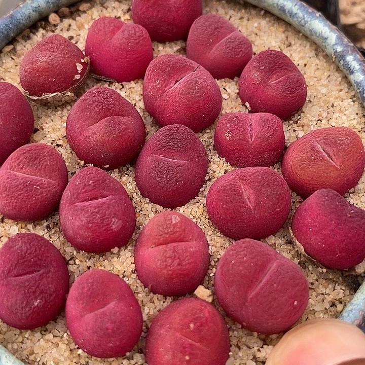 红樱桃一颗  1800.5