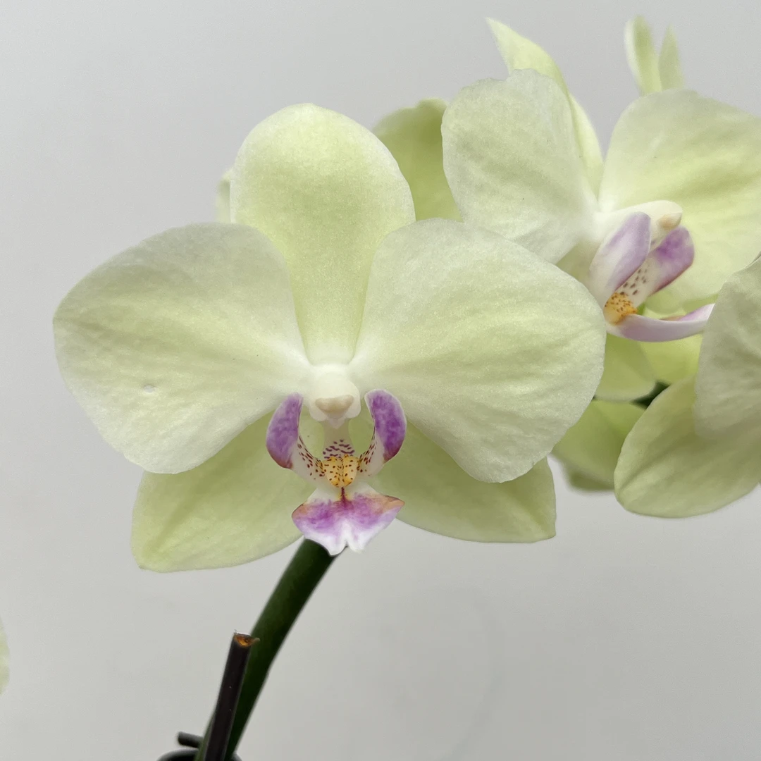 蝴蝶兰《小青梅》花期长 新手推荐 好养耐养带花 基地直发