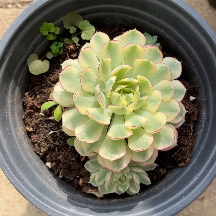 梦幻玫瑰黄锦一物一拍