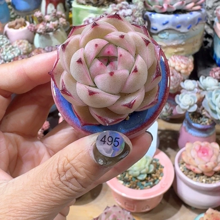 一***闫495 多肉含盆土 满30元包邮 除偏远地区