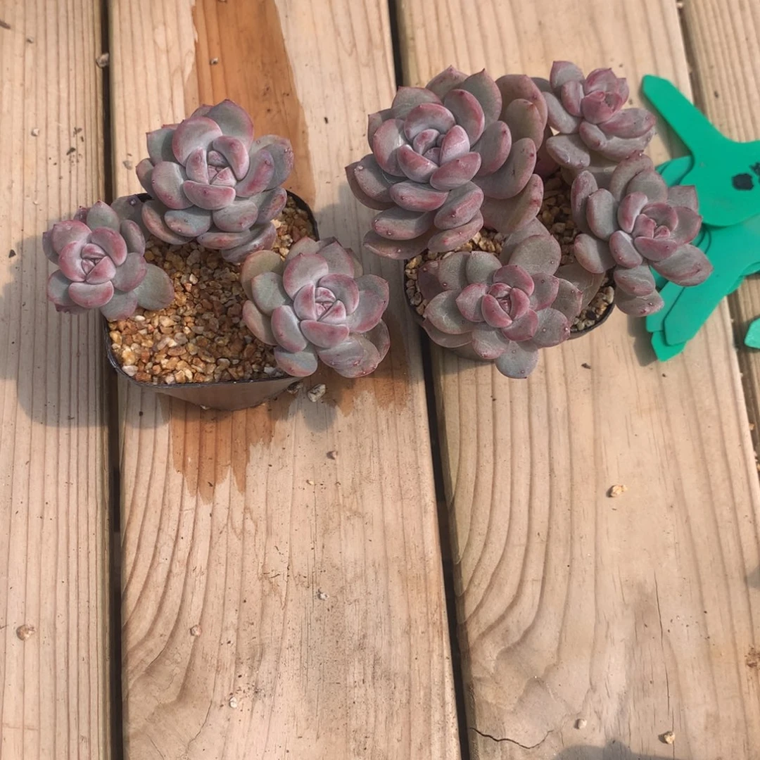 夷*夷微突尼斯两个发货多肉