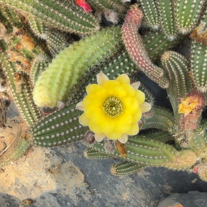 白檀仙人掌570侧芽一个