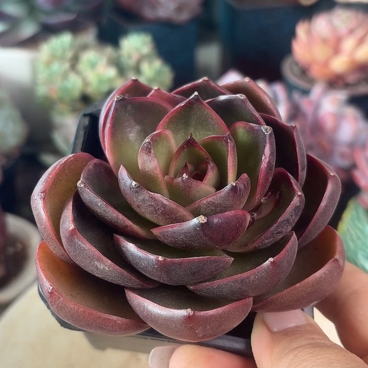 红灯多肉植物盆栽