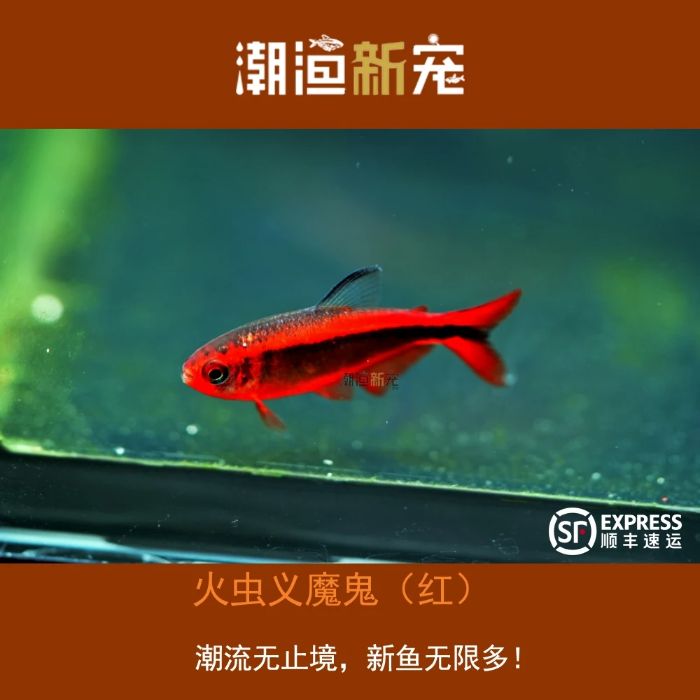 火虫义魔鬼（红）  热带小型观赏灯鱼 顺丰包邮包损