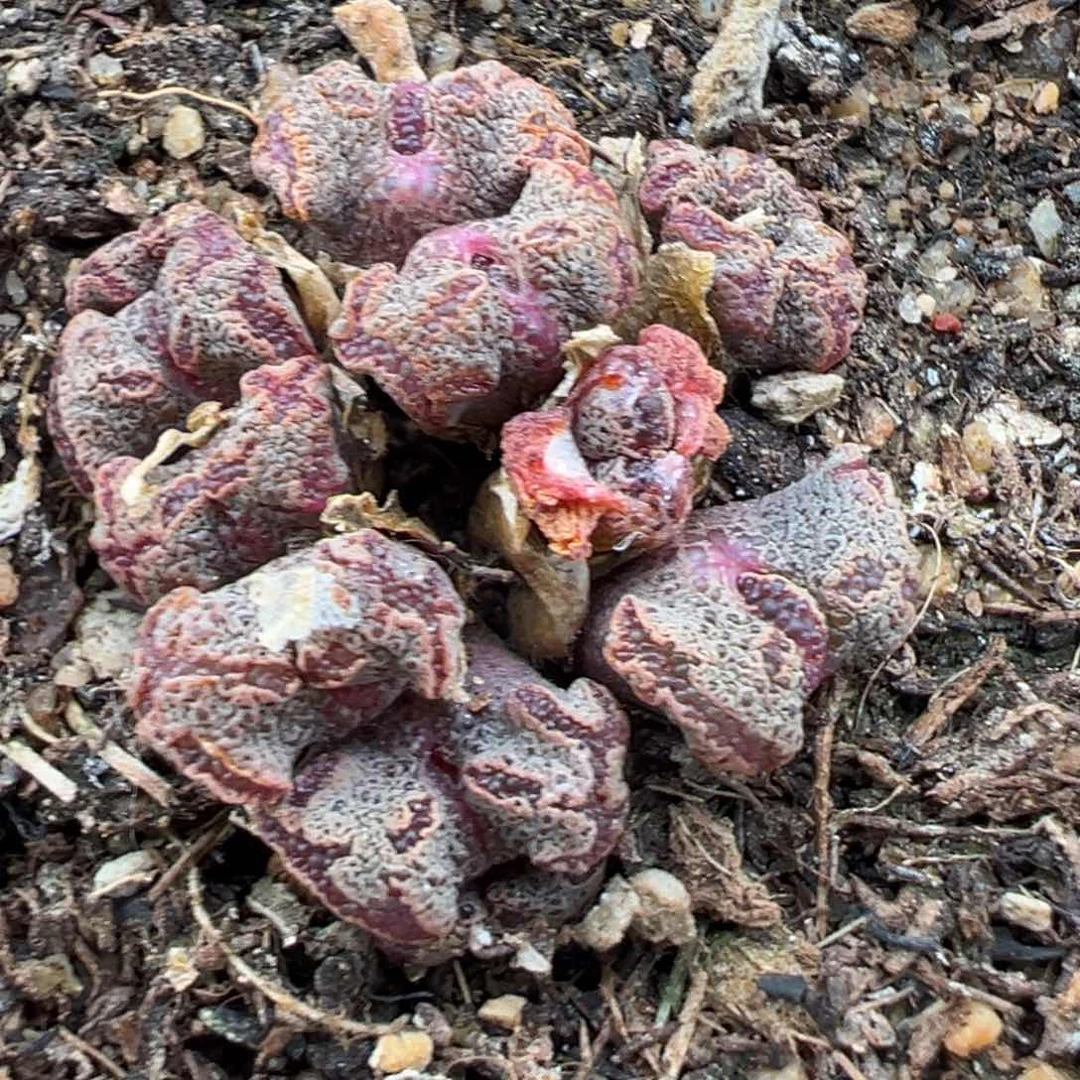 6.20好看的多肉脱土发货316