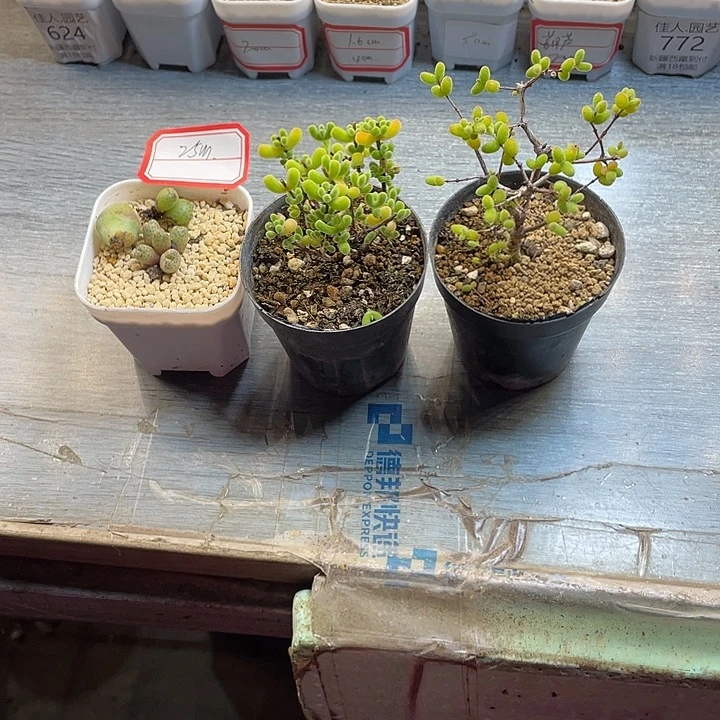 早***睡佳人园艺多肉生石花25