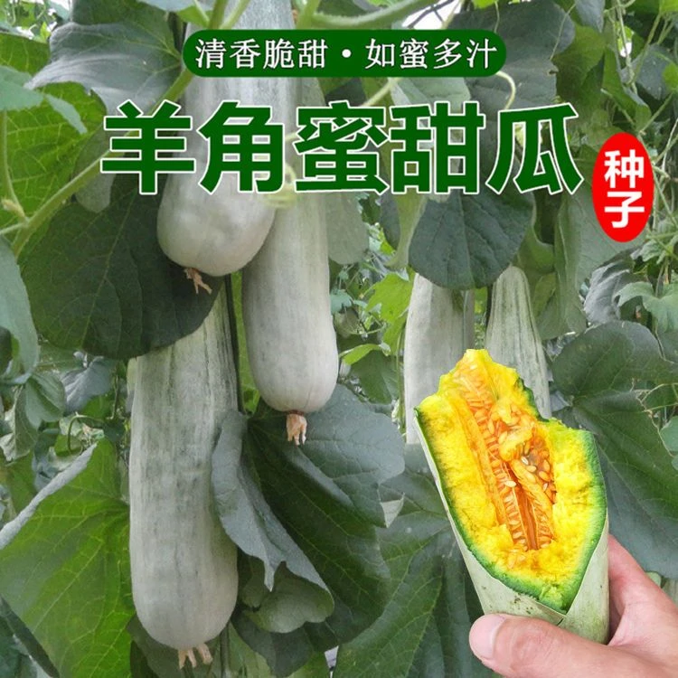 西藏新疆包邮羊角蜜甜瓜种子蔬菜四季水果种子高产绿宝石瓜种子甜