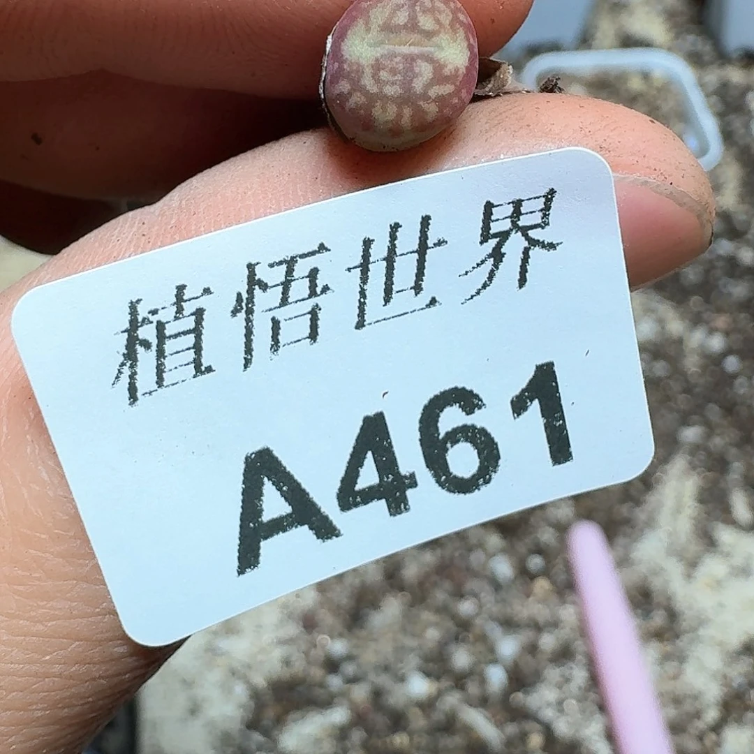 461号多肉植物哇f gbb