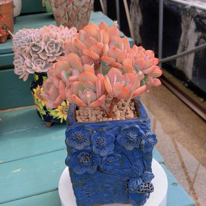 白月光朵朵无砍自然群