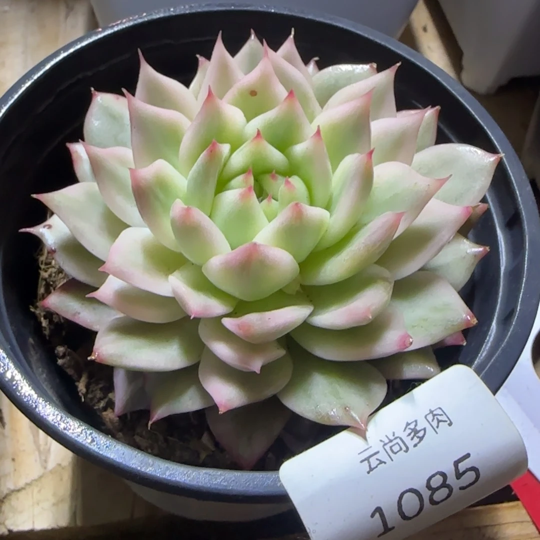 1085tp锦 多肉植物