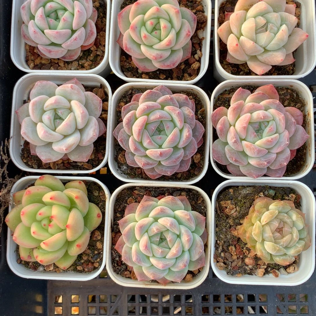 1130-93 套餐一组