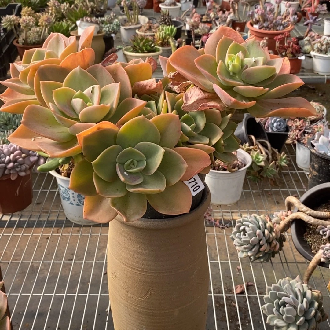 19710贺氏一物一拍