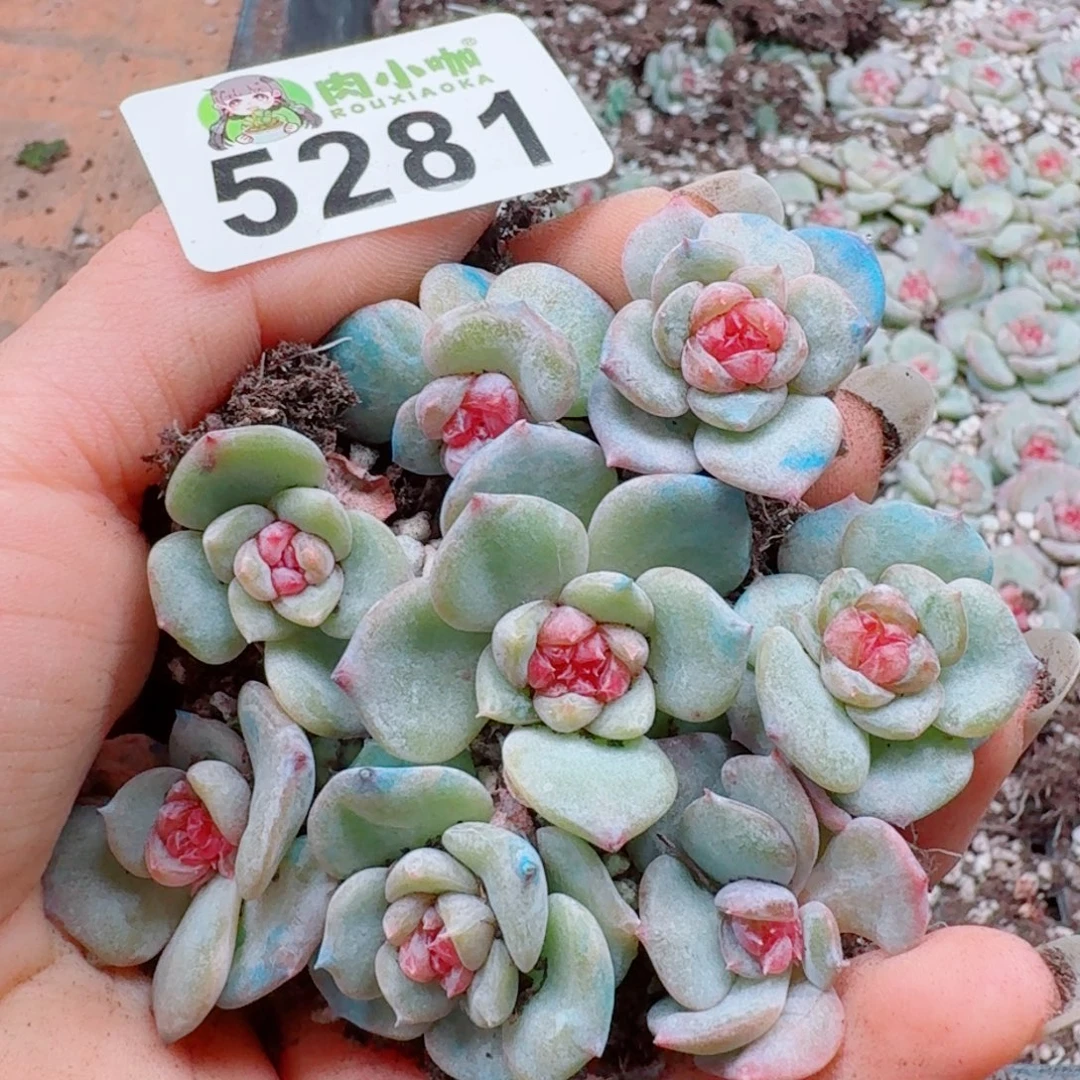 多肉植物多肉植物