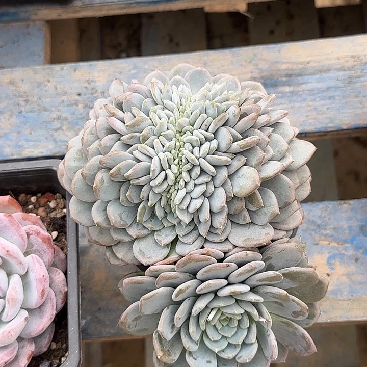 粉珍妮缀惊鸿一物一拍包装收缩花旱