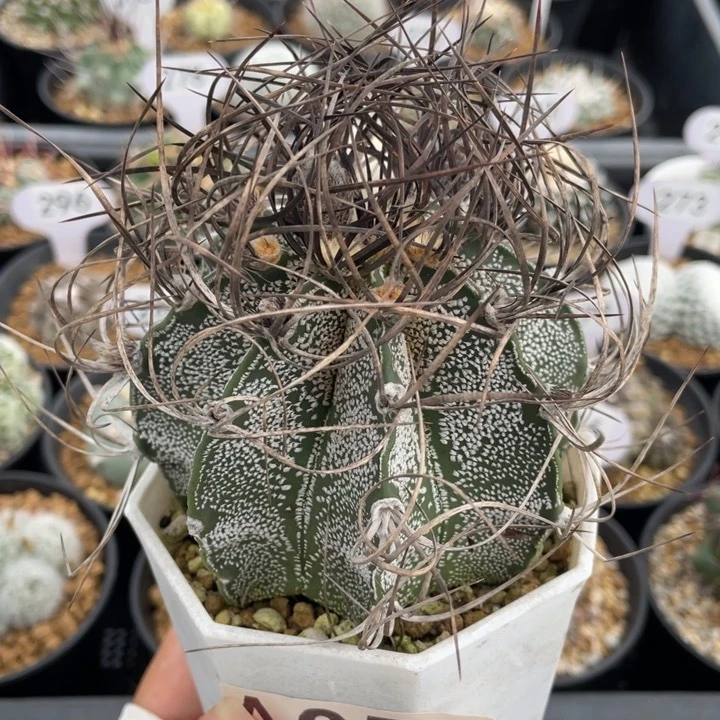 西*风黑刺瑞凤         实生根