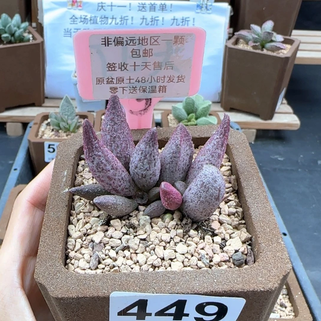 449猪尾巴多肉植物