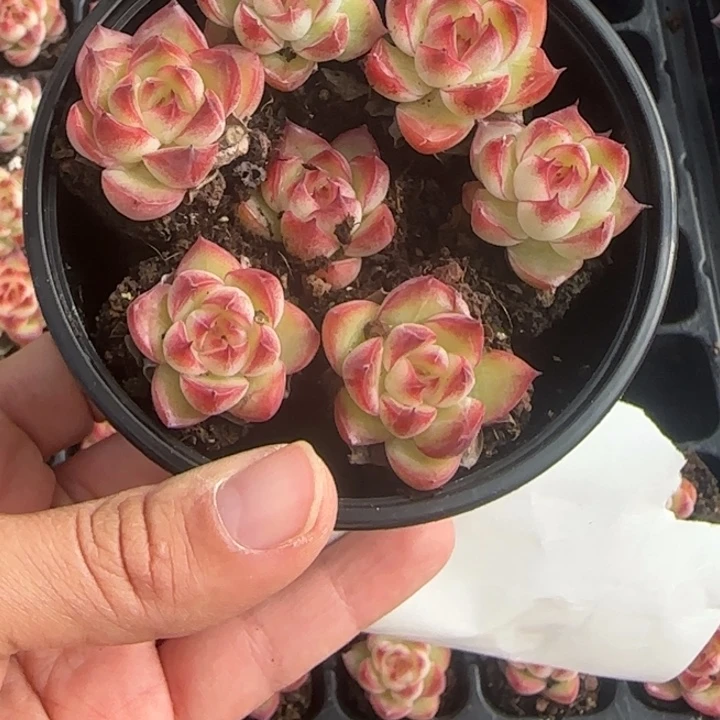 拍一颗发七颗，610号新品