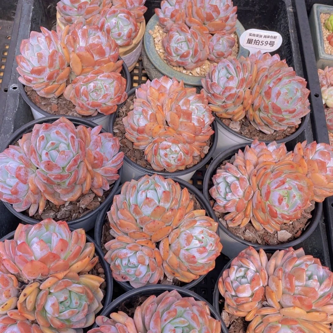 量拍59号 韩版橙梦露母本大群生一个