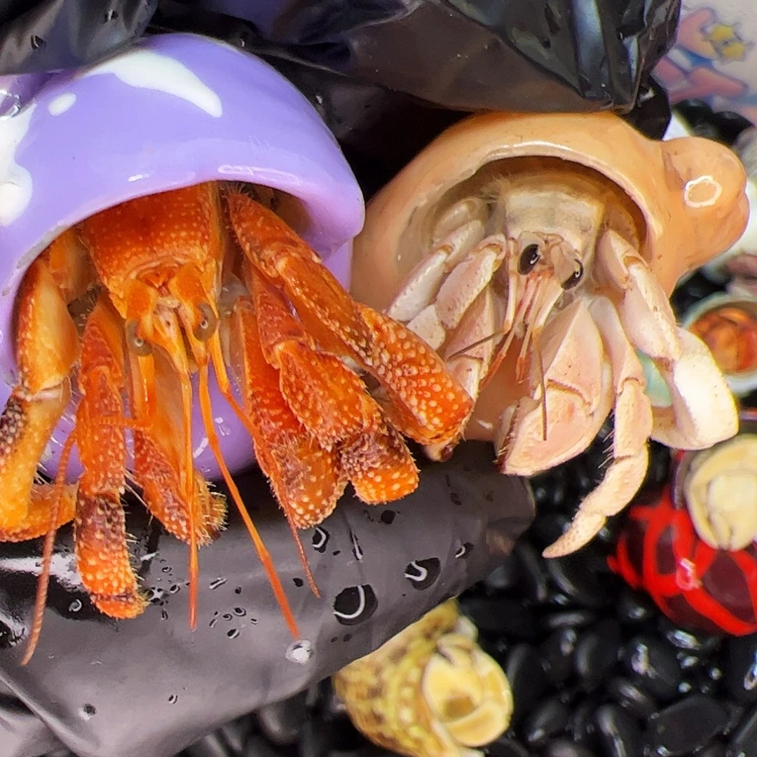 Hww宝专拍50➕30➕加热包