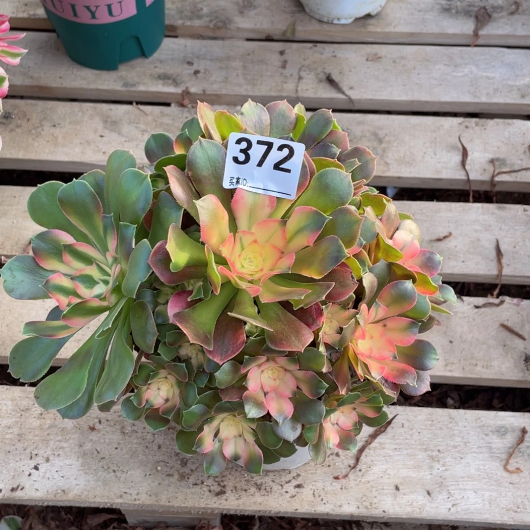 372香妃多肉植物