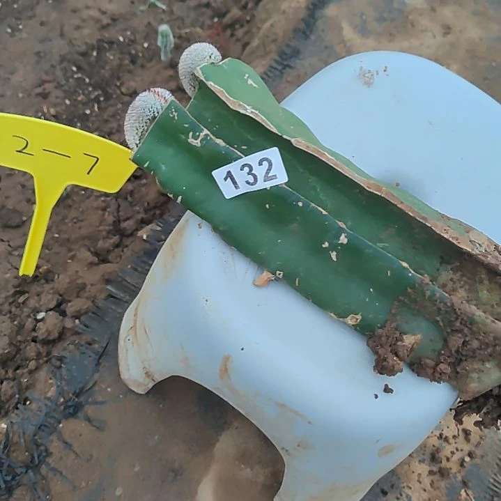 随***缘火龙佩雷2个2一7，132