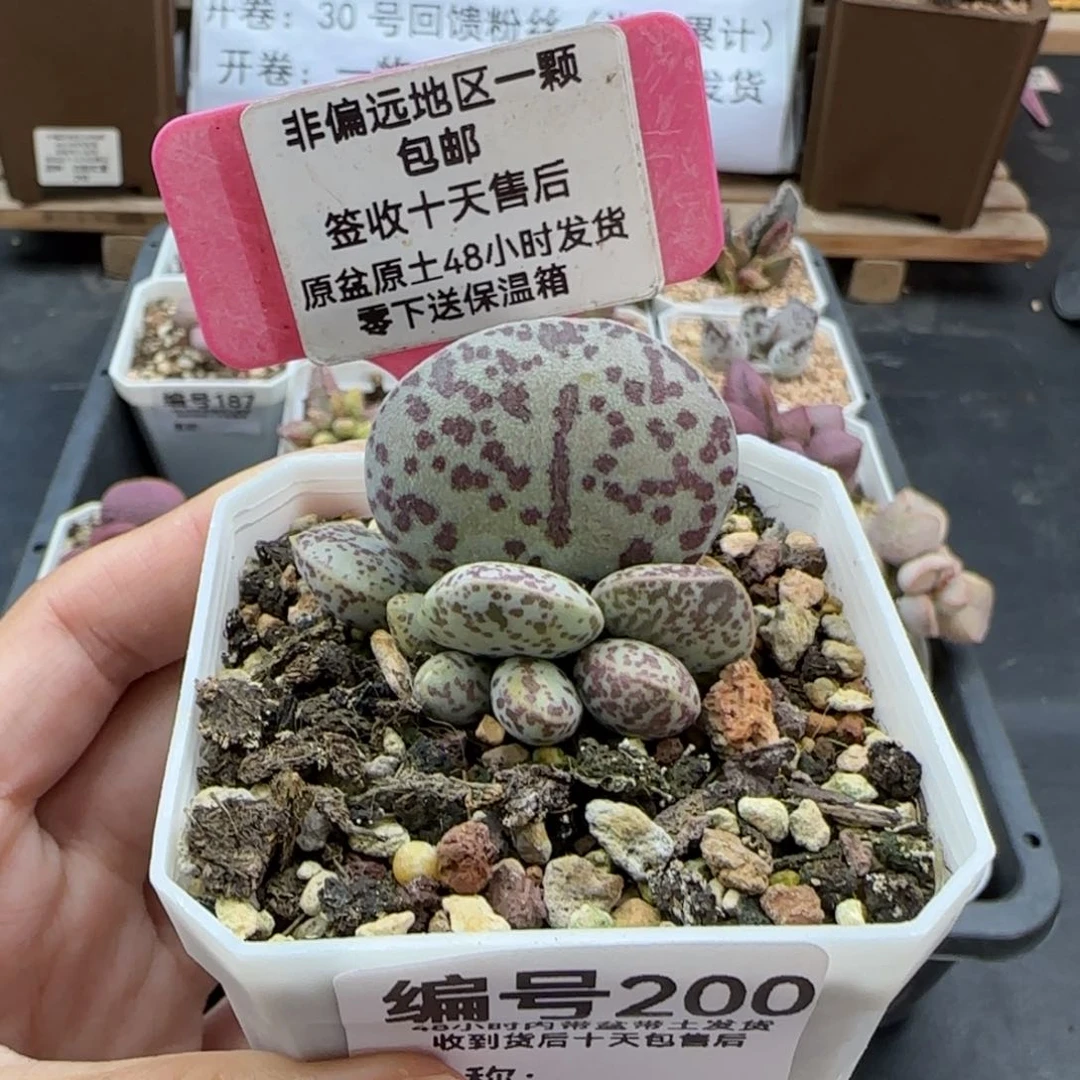 200巨型花旦多肉