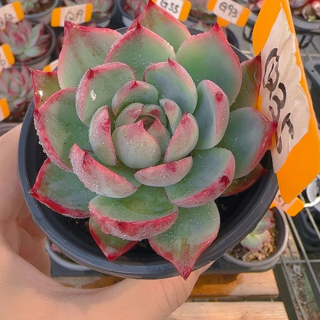 无****?Q35惊鸿仙子多肉