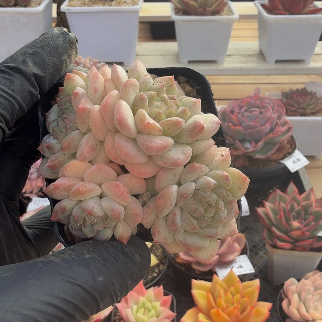 1111-76无石农场珍妮