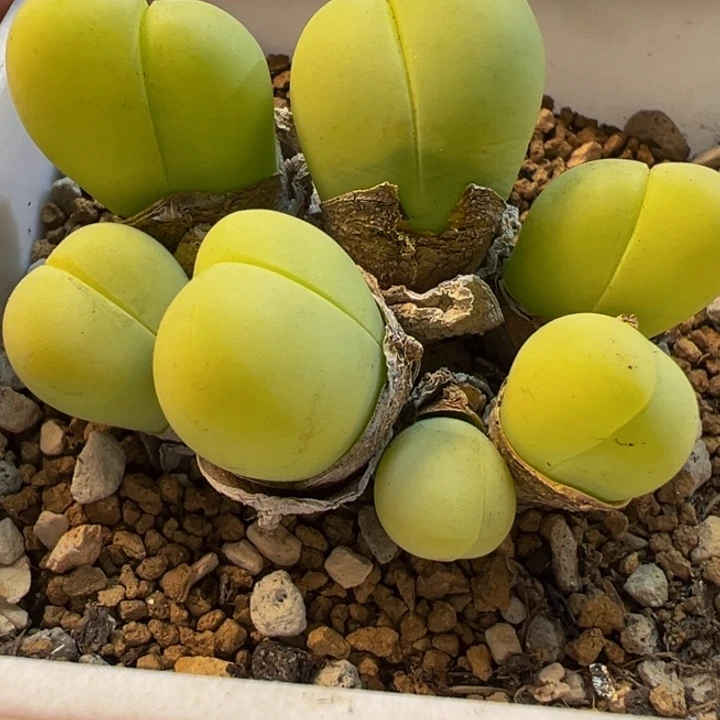 粉拳头多肉植物带盆