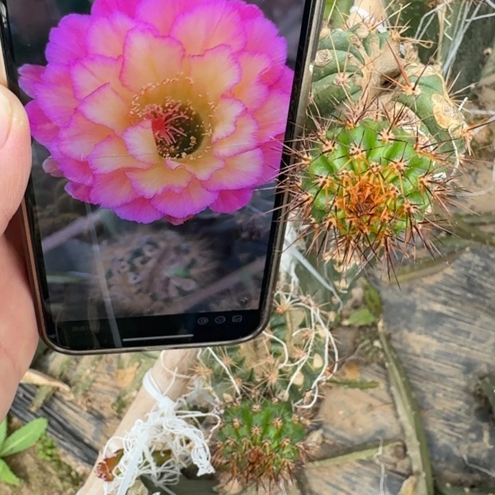 268毛花柱苏乞儿歪无根侧牙3公分左右