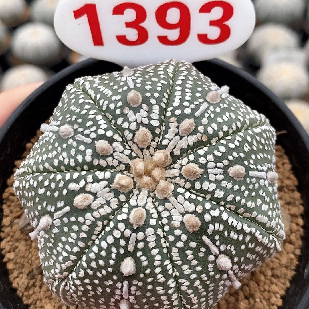 1393七愣海星奇迹