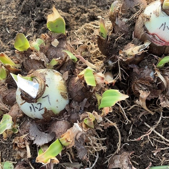 小***心杂交白肋两大坨开花无售后3875