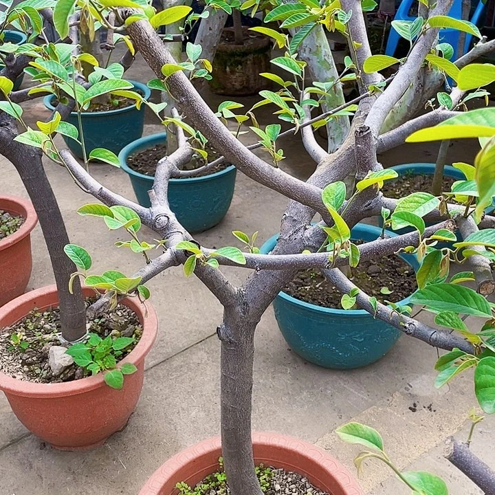 胡***须完全开放果树888888