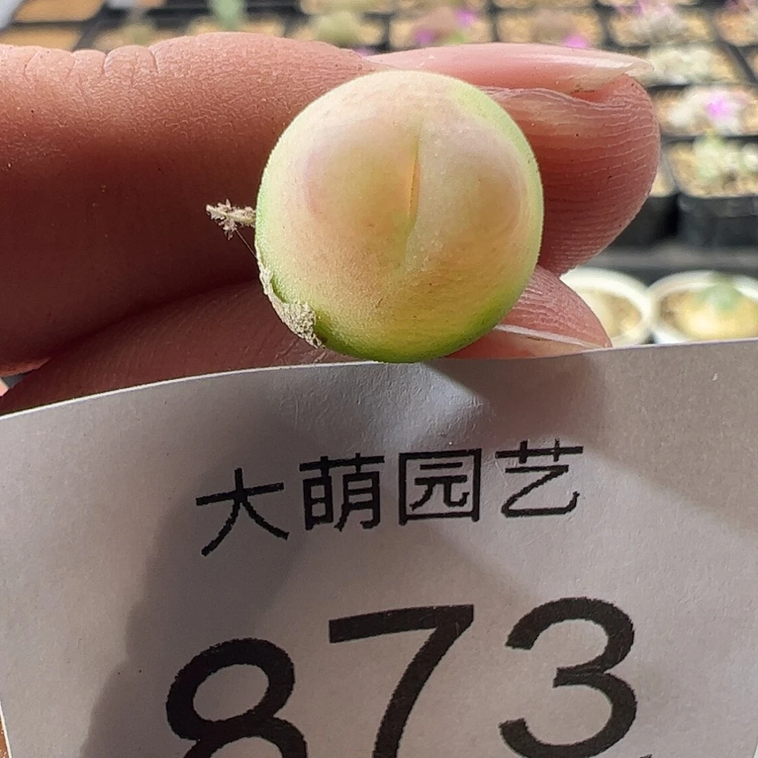一物一拍。            873