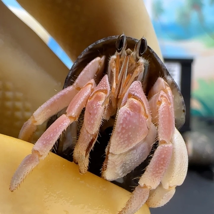 A38温柔粉 灰白1.2cm口径