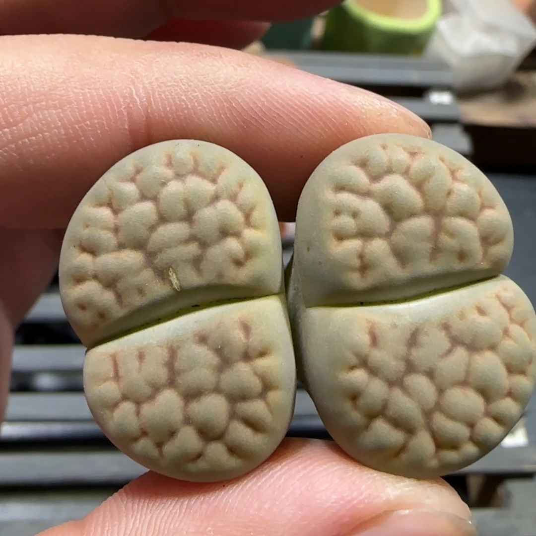 12.3。爱萌多肉清货。绿富贵。2003