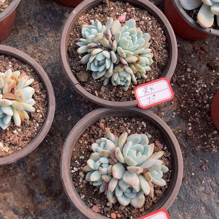 默***星影多肉6头5头各一个