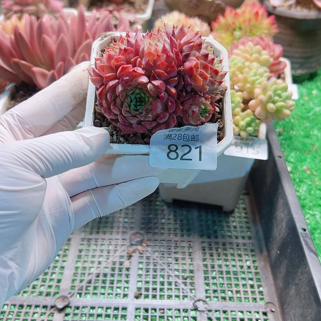 D***p多肉一物一拍植物821