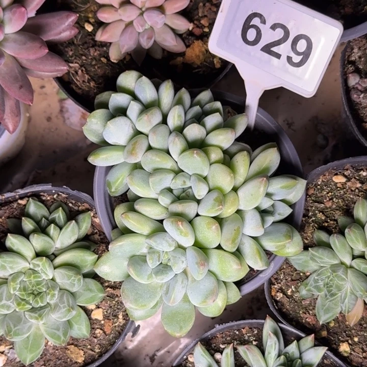 多肉植物奶糖群629