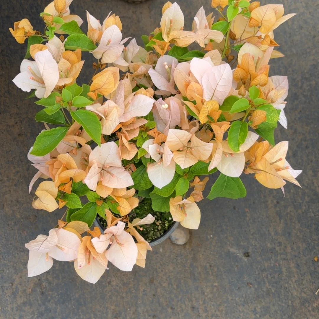 完全开放（嫡公主）三角梅会落花落叶会光杆苗有大有小