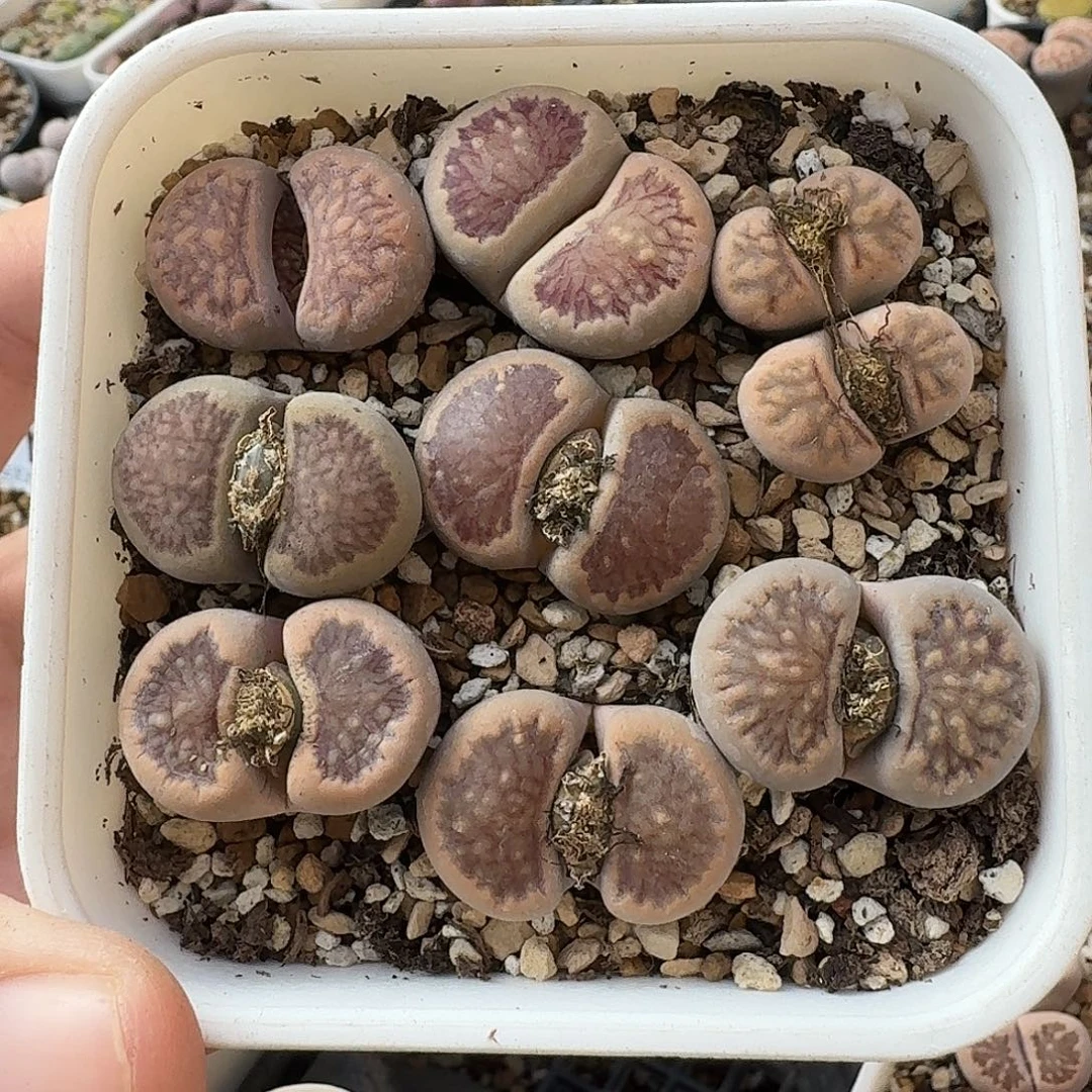 A665美菊母本新头双头