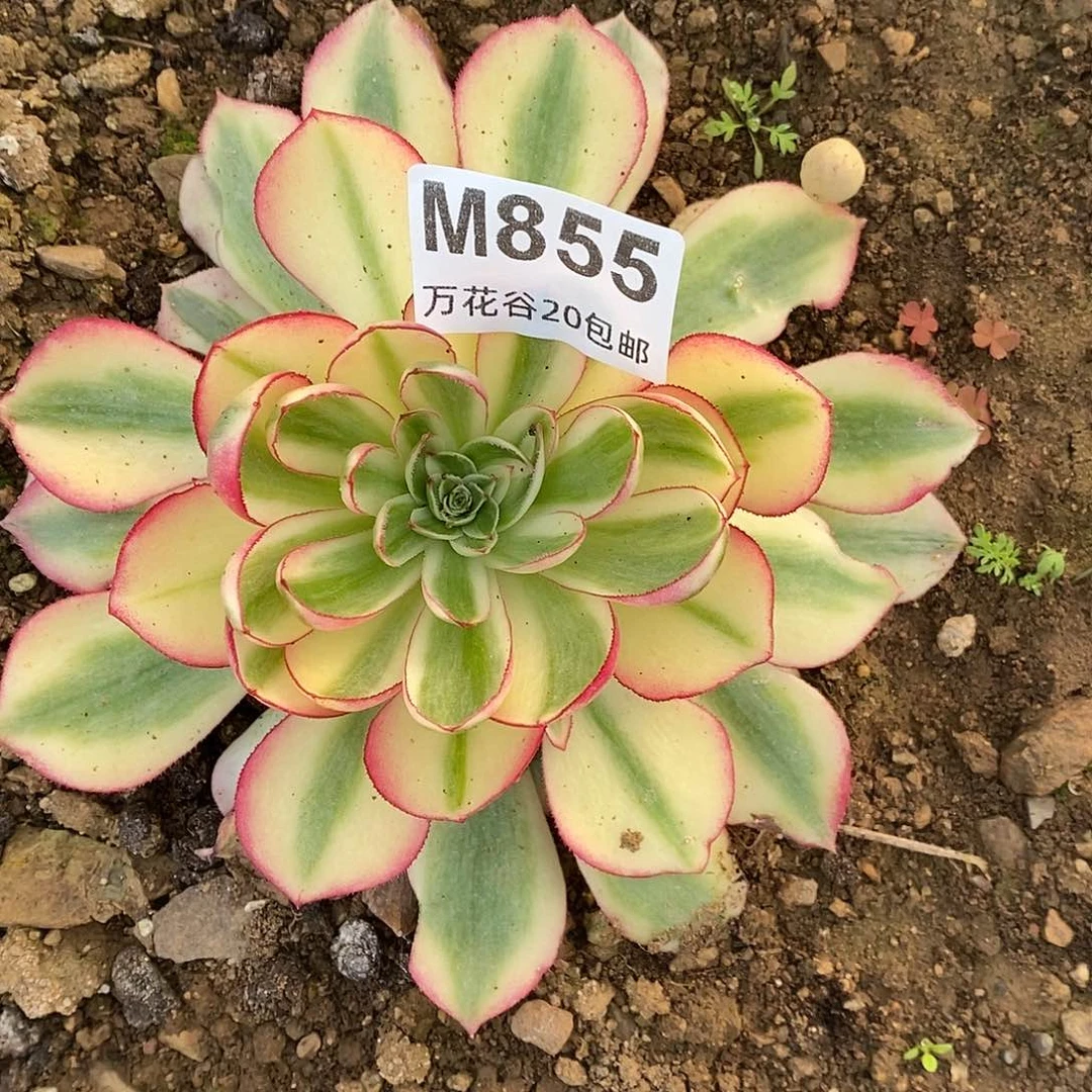 855倾城多肉植物