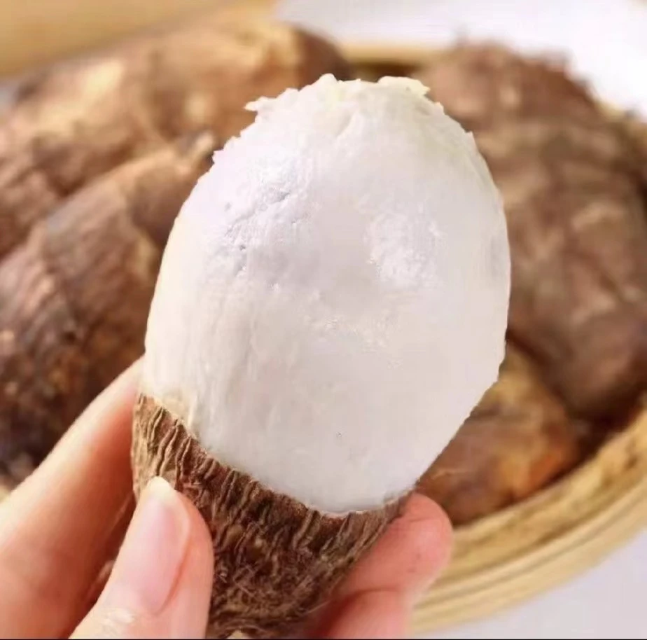 四川高山奶芋头【只发奶芋头儿】软糯香甜现挖现发【有坏包赔】