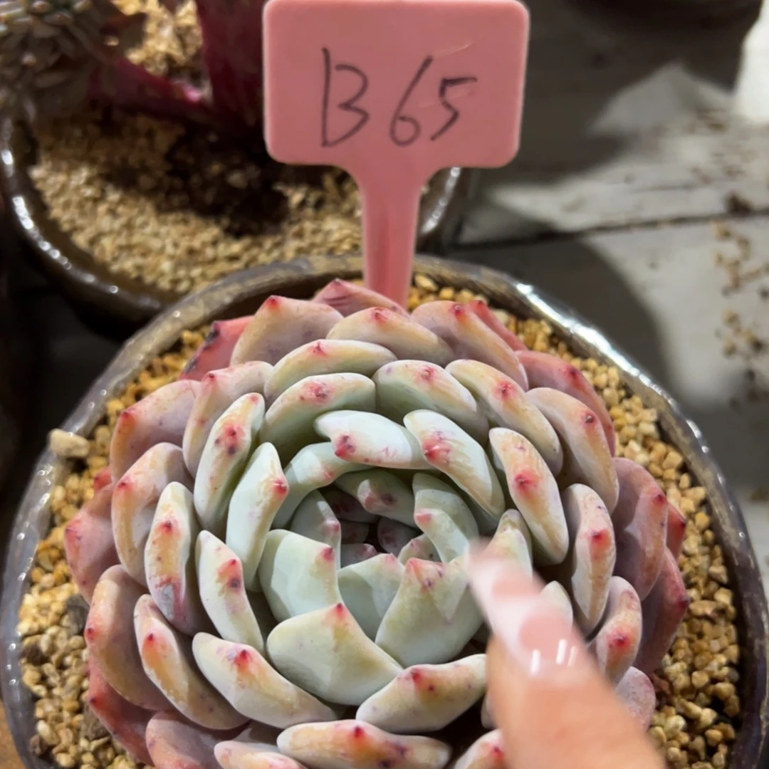 多肉植物一物一拍
