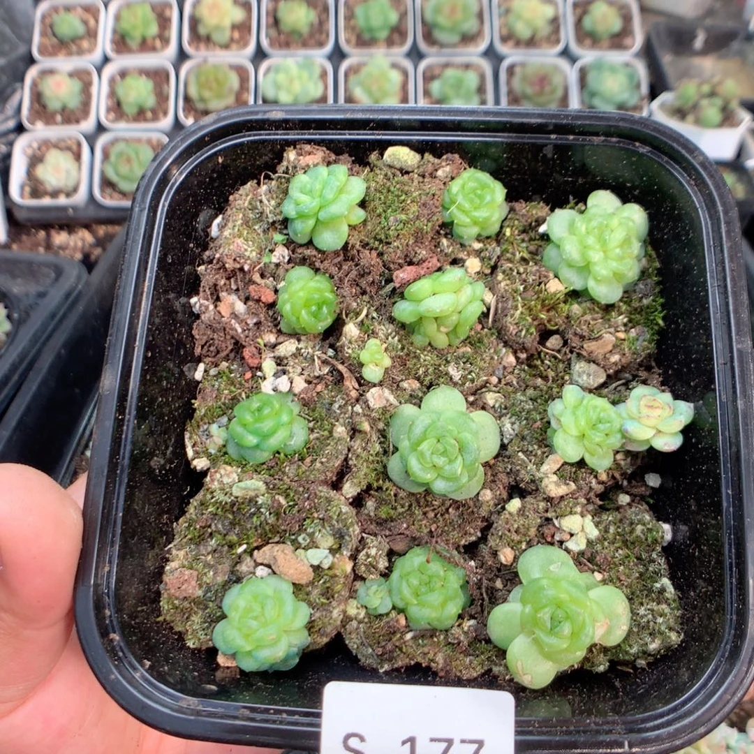 无花朵S177英语英语