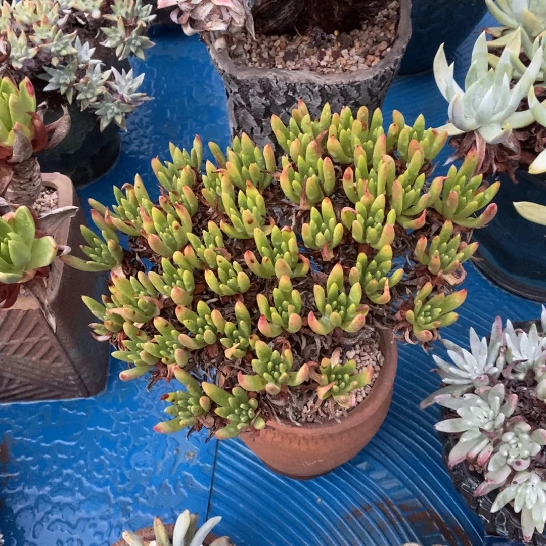 绿菊杂多肉植物啦啦啦
