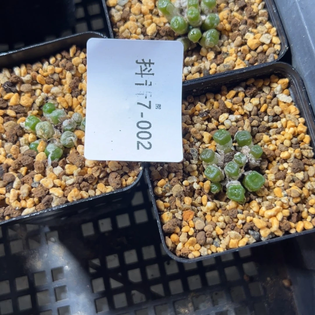 7-02量拍方糖一群