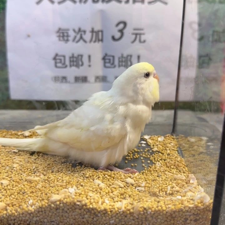 虎皮鹦鹉大头虎皮鹦鹉