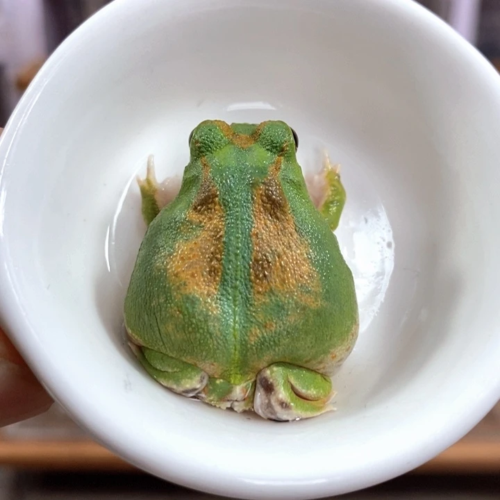 角蛙547号微瑕疵波子角蛙